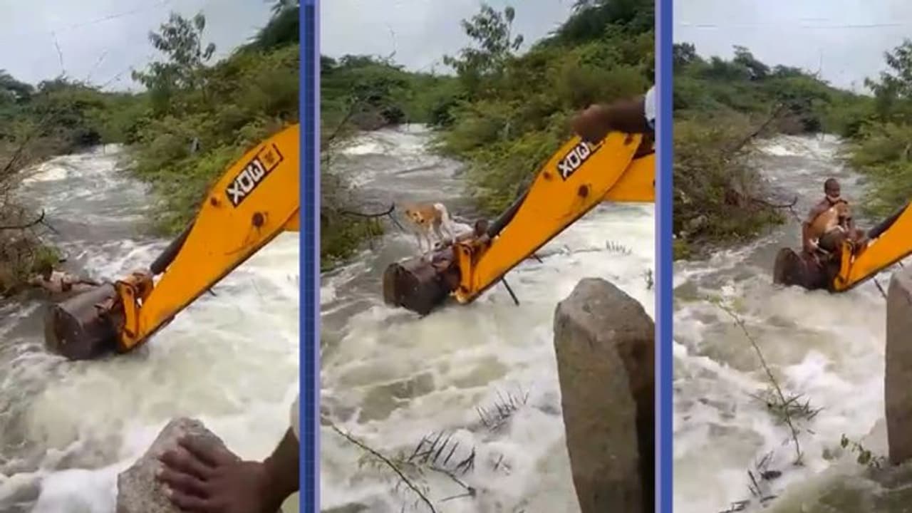 കരകവിഞ്ഞൊഴുകുന്ന അരുവിയിൽ അകപ്പെട്ട് നായ; സാഹസികമായി രക്ഷപ്പെടുത്തി ഹോംഗാർഡ്, വീഡിയോ വൈറല് കരകവിഞ്ഞൊഴുകുന്ന അരുവിയിൽ അകപ്പെട്ട് നായ; സാഹസികമായി രക്ഷപ്പെടുത്തി ഹോംഗാർഡ്, വീഡിയോ വൈറല്