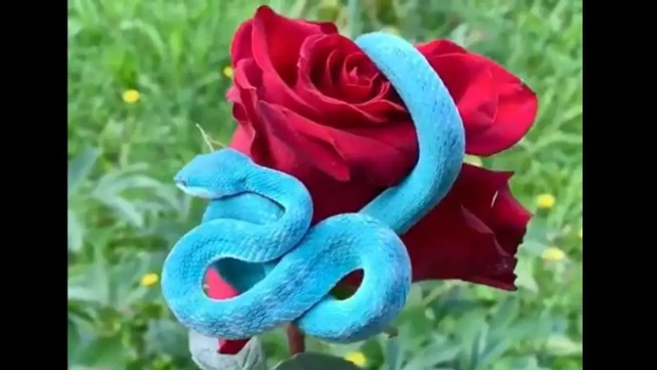 ভয়ঙ্কর নীল সাপে মগ্ন নেটিদুনিয়া, ভাইরাল এই ভিডিওর সঙ্গে রইল অনেক অজানা কথা ভয়ঙ্কর নীল সাপে মগ্ন নেটিদুনিয়া, ভাইরাল এই ভিডিওর সঙ্গে রইল অনেক অজানা কথা