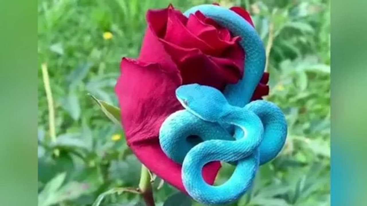 അസാധ്യ ഭംഗി തന്നെ, പക്ഷേ കടി കിട്ടിയാല്‍ കളി മാറും; വീഡിയോ കാണാം...