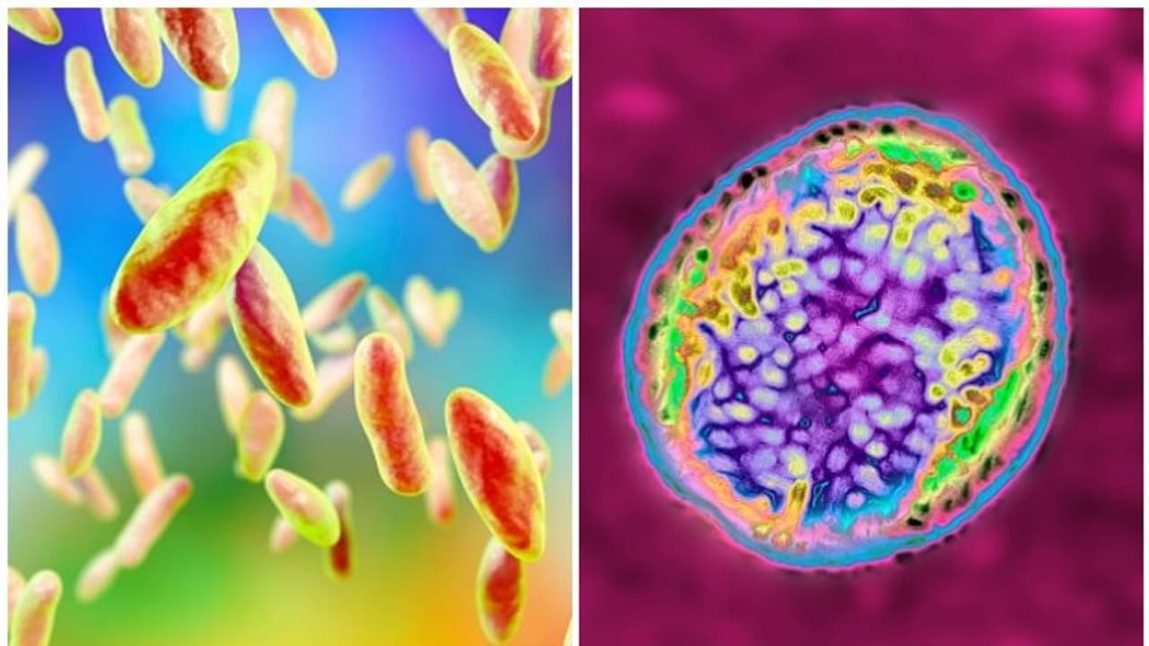 കൊവിഡിന് പിന്നാലെ പ്രത്യുല്പാദന ശേഷി നശിപ്പിക്കുന്ന ഗുരുതര ബാക്ടീരിയ ചൈനയില് പടരുന്നു കൊവിഡിന് പിന്നാലെ പ്രത്യുല്പാദന ശേഷി നശിപ്പിക്കുന്ന ഗുരുതര ബാക്ടീരിയ ചൈനയില് പടരുന്നു