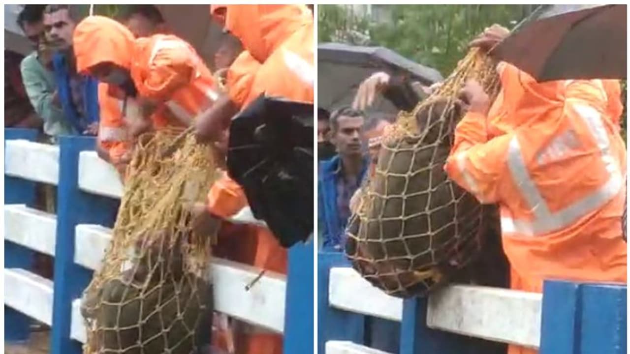 രാത്രി പാലത്തിന്റെ ഭിത്തിയിൽ കിടന്നുറങ്ങി, രാവിലെ ചുറ്റും വെള്ളം; ഒടുവിൽ രക്ഷകരായത് ഫയർഫോഴ്സ് രാത്രി പാലത്തിന്റെ ഭിത്തിയിൽ കിടന്നുറങ്ങി, രാവിലെ ചുറ്റും വെള്ളം; ഒടുവിൽ രക്ഷകരായത് ഫയർഫോഴ്സ്