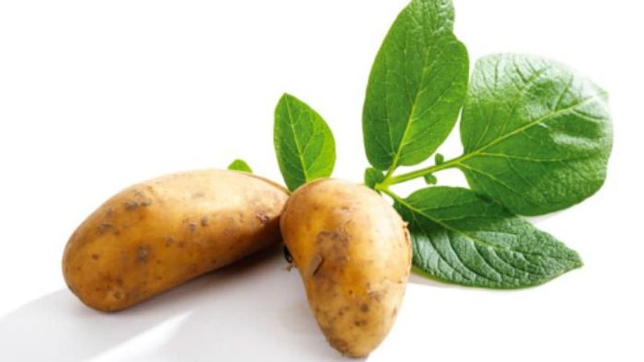 ഉരുളക്കിഴങ്ങ് ഇന്‍ഡോര്‍ പ്ലാന്റായി വളര്‍ത്താം