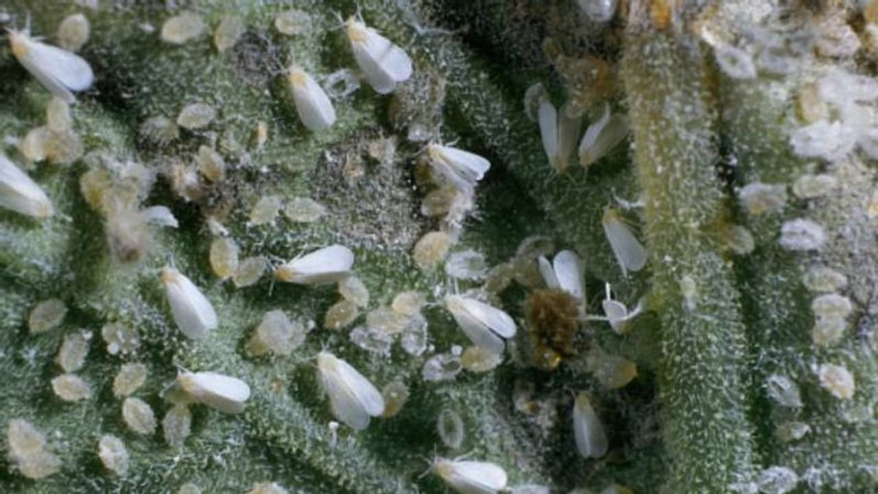 വെള്ളീച്ചകള്‍ വീട്ടിനകത്തും ചെടികളുടെ ശത്രു; നിയന്ത്രിക്കാന്‍ ചില മാര്‍ഗങ്ങള്‍