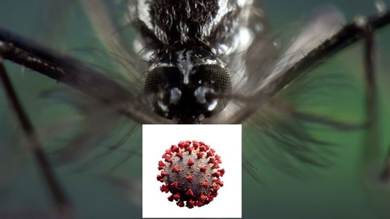 அட கடவுளே.. இது கொரோனாவை விட கொடூரம்.. சென்னையில் 96 பேருக்கு டெங்கு.. மாநகராட்சி பகீர் தகவல். அட கடவுளே.. இது கொரோனாவை விட கொடூரம்.. சென்னையில் 96 பேருக்கு டெங்கு.. மாநகராட்சி பகீர் தகவல்.