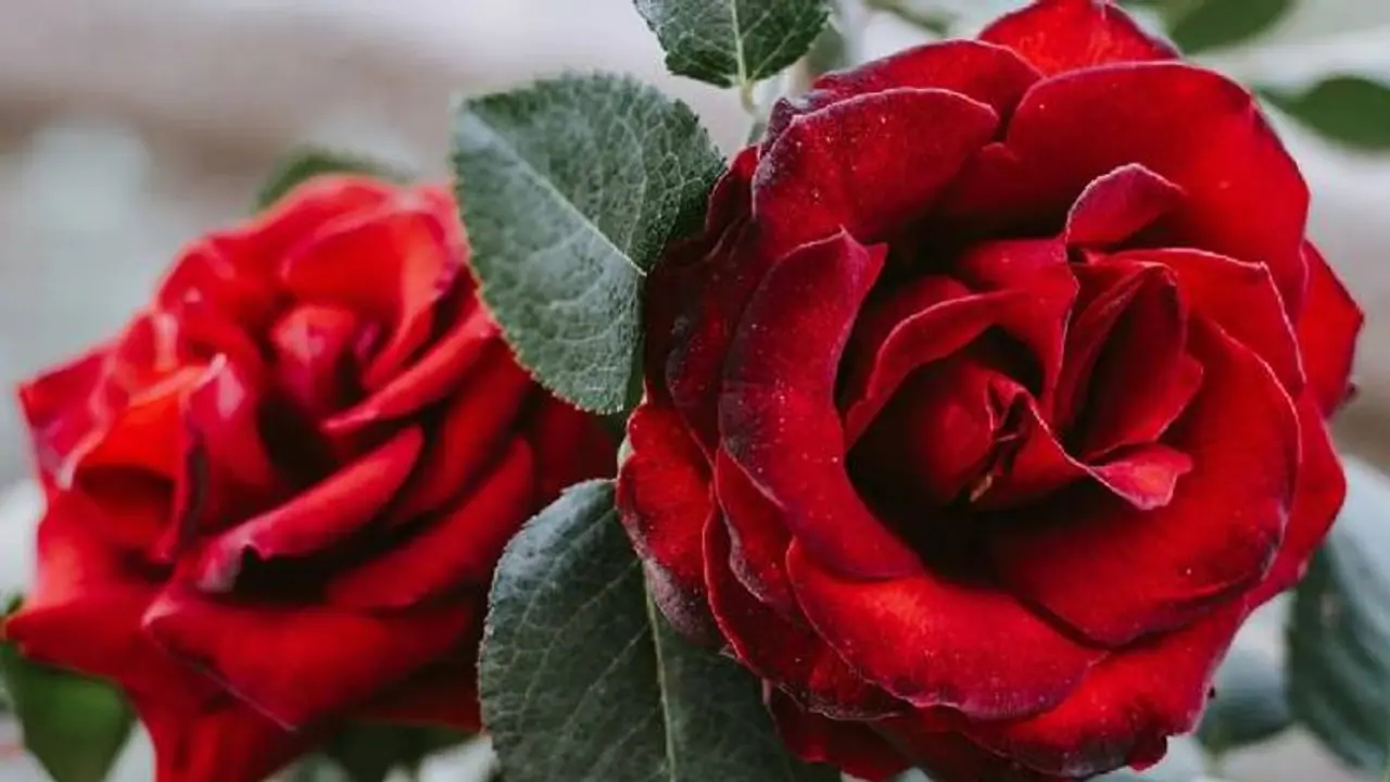 ഇന്ന് റോസാപ്പൂക്കളുടെ ദിനം; അറിയാം ഈ ദിവസത്തിന്റെ പ്രത്യേകത ! ഇന്ന് റോസാപ്പൂക്കളുടെ ദിനം; അറിയാം ഈ ദിവസത്തിന്റെ പ്രത്യേകത !