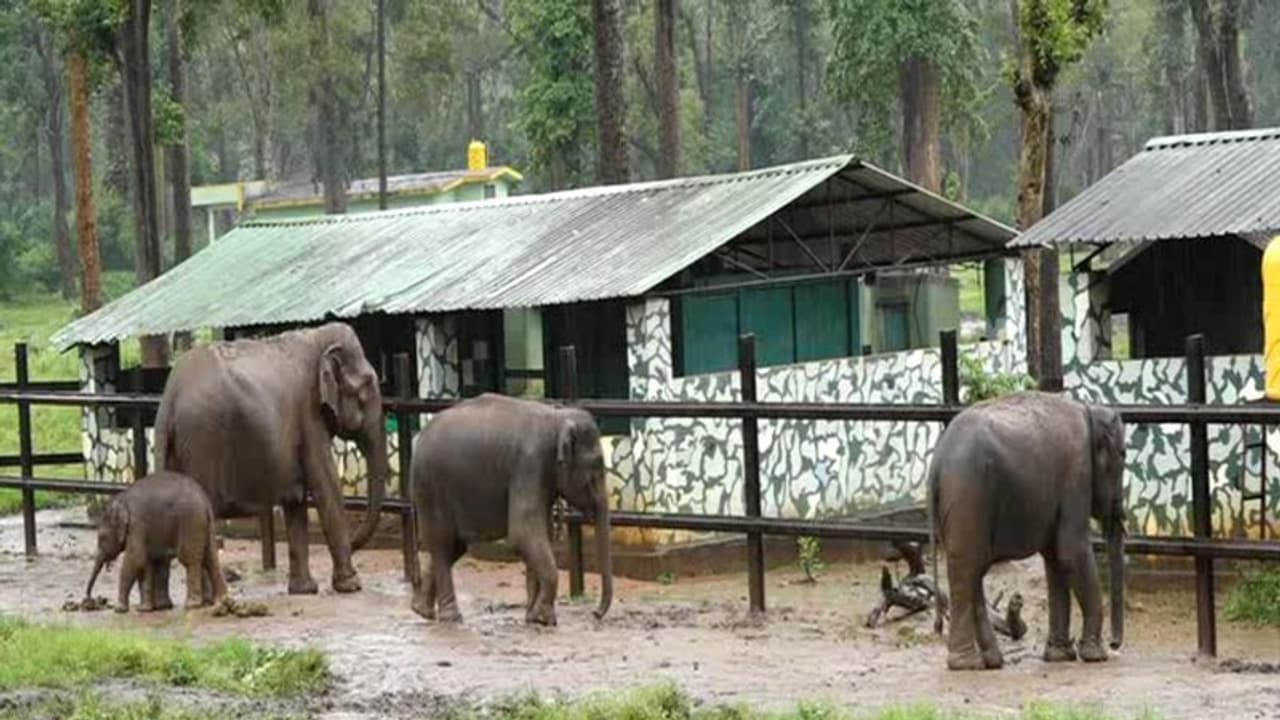 ಸರಪಳಿ ಕಿತ್ತುಕೊಂಡು ಓಡಾಡಿದ ಅರಮನೆ ಆನೆ! ಸರಪಳಿ ಕಿತ್ತುಕೊಂಡು ಓಡಾಡಿದ ಅರಮನೆ ಆನೆ!