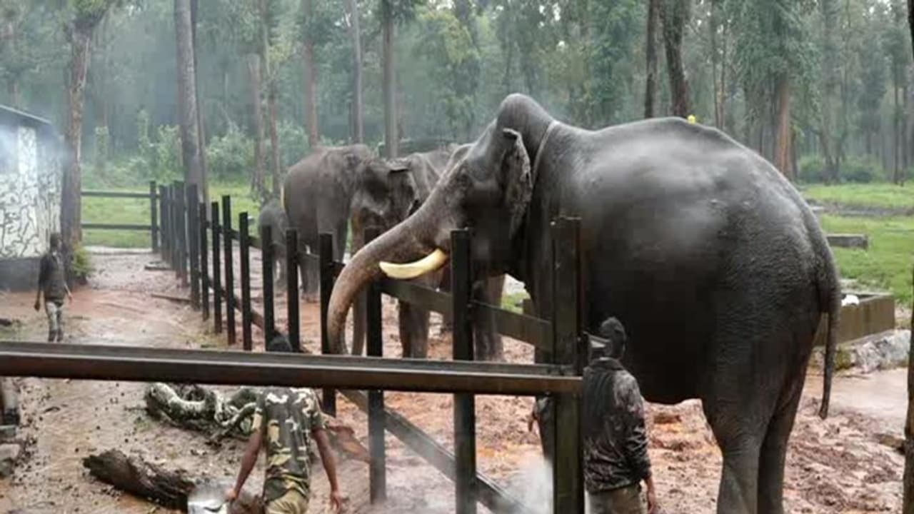 ಮೈಸೂರು : ದಸರಾ ಆನೆಗಳಿಗೆ ತಾಲೀಮು ಮೈಸೂರು : ದಸರಾ ಆನೆಗಳಿಗೆ ತಾಲೀಮು