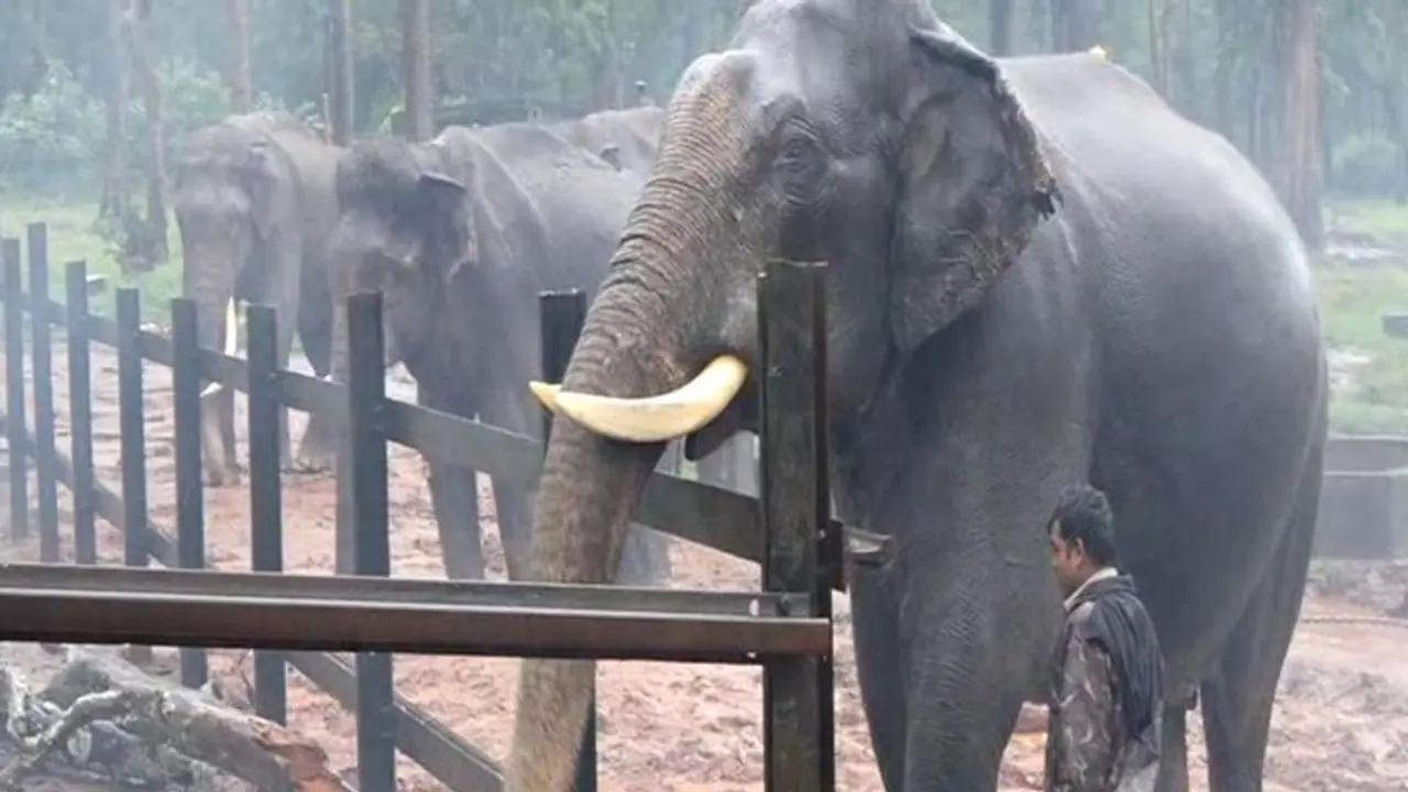 ದಸರಾ : ಪಿರಂಗಿ ದಳದಿಂದ ಕುಶಾಲತೋಪು ಸಿಡಿತ ಮೊದಲು ಗಲಿಬಿಲಿ ನಂತರ ಜಗ್ಗದೇ ನಿಂತ ಗಜಪಡೆ!