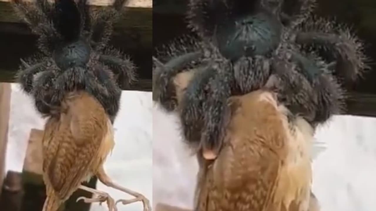 പക്ഷിയെ വിഴുങ്ങുന്ന ഭീമന് എട്ടുകാലി; വൈറലായി വീഡിയോ... പക്ഷിയെ വിഴുങ്ങുന്ന ഭീമന് എട്ടുകാലി; വൈറലായി വീഡിയോ...