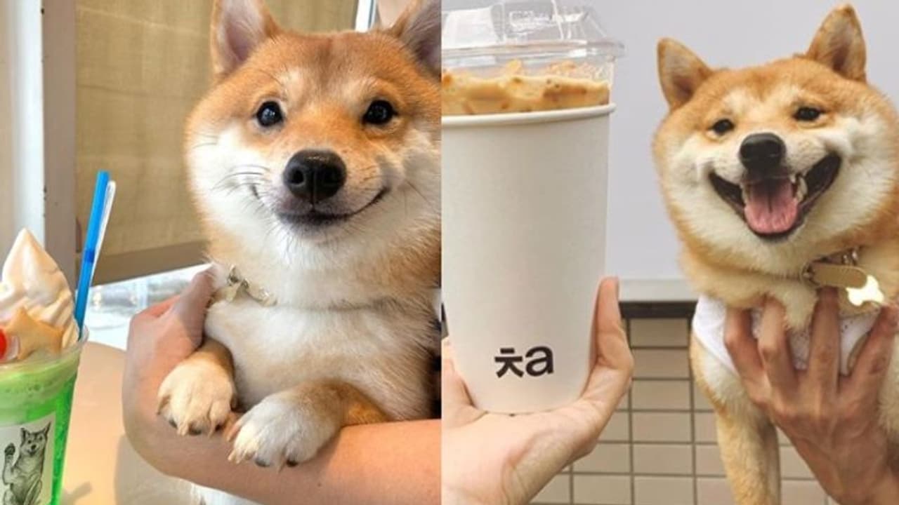 ആരെയും കീഴടക്കുന്ന പുഞ്ചിരി; ആകെ വേണ്ടത് അല്‍പം ഭക്ഷണം...