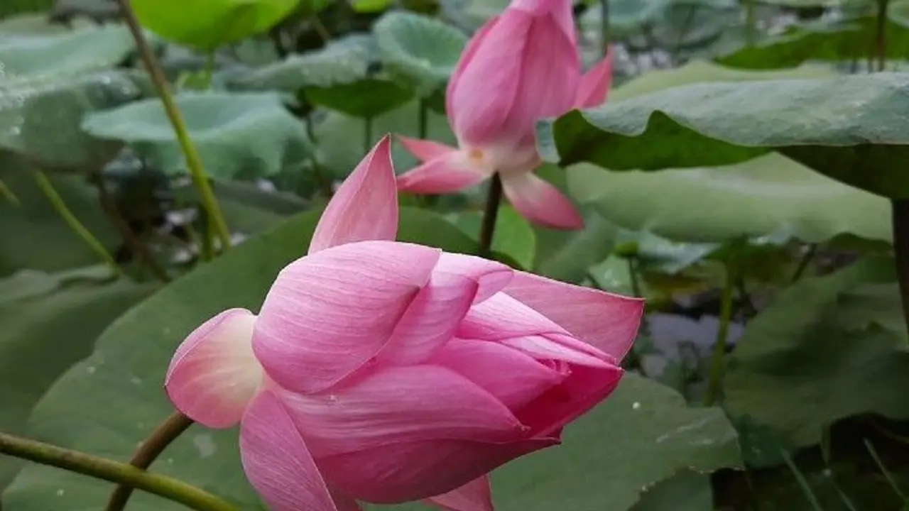 লক্ষ্মী পুজোয় পদ্মের টান, বাজারে তাই ভিন্ন রাজ্য থেকেই আসছে পদ্ম, দামের ঠেলায় নাজেহাল লক্ষ্মী পুজোয় পদ্মের টান, বাজারে তাই ভিন্ন রাজ্য থেকেই আসছে পদ্ম, দামের ঠেলায় নাজেহাল