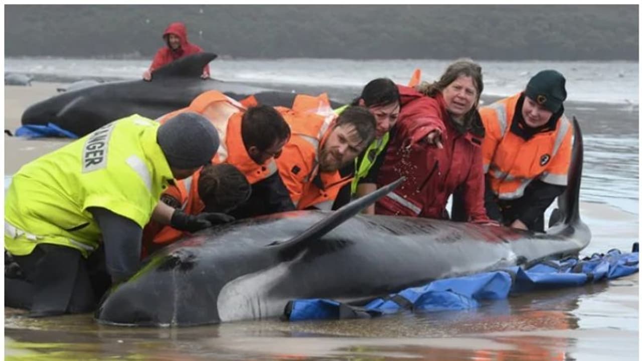 മണല്തിട്ടയില് കുടുങ്ങിയ 380 തിമിംഗലങ്ങള് ചത്തു, 50 എണ്ണത്തെ രക്ഷപ്പെടുത്തി മണല്തിട്ടയില് കുടുങ്ങിയ 380 തിമിംഗലങ്ങള് ചത്തു, 50 എണ്ണത്തെ രക്ഷപ്പെടുത്തി