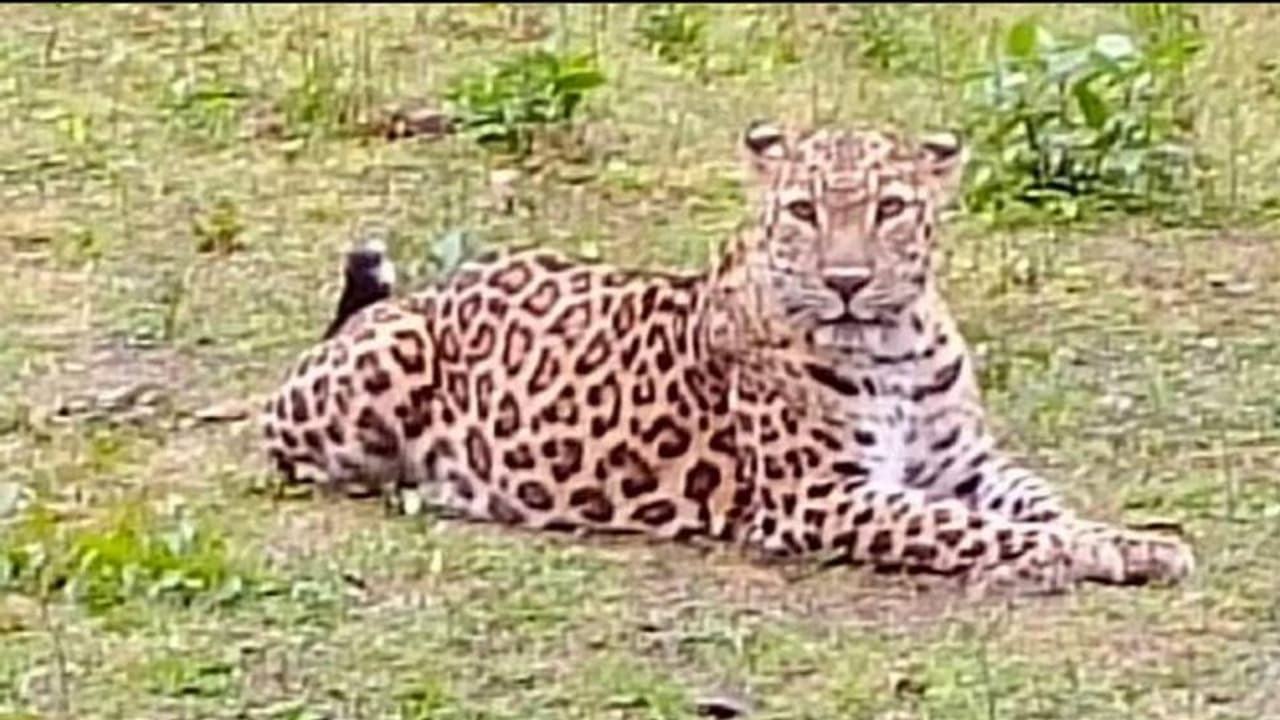 ಗಂಗಾವತಿ: ಜಂಗ್ಲಿ ರಂಗಾಪುರದ ಬಳಿ ಮತ್ತೆ ಚಿರತೆ ಪ್ರತ್ಯಕ್ಷ, ಬೆಚ್ಚಿಬಿದ್ದ ಗ್ರಾಮಸ್ಥರು