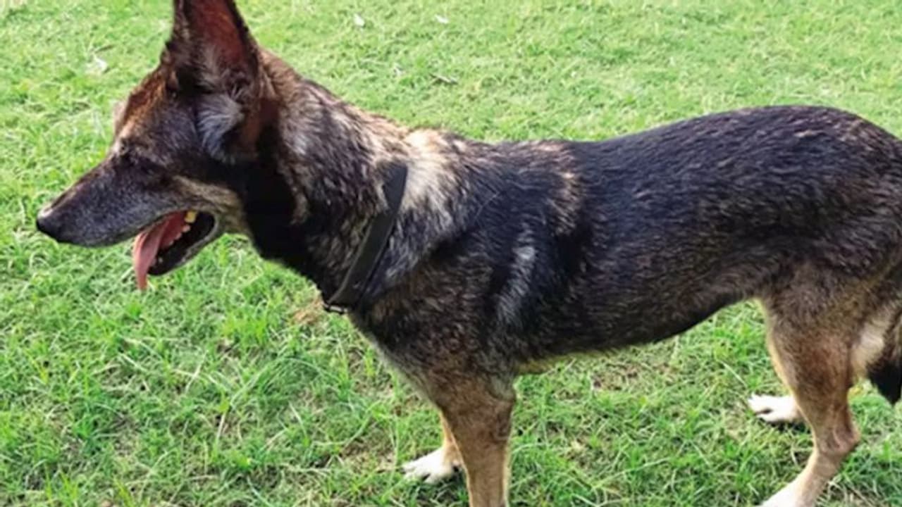 A retirement home for canines!