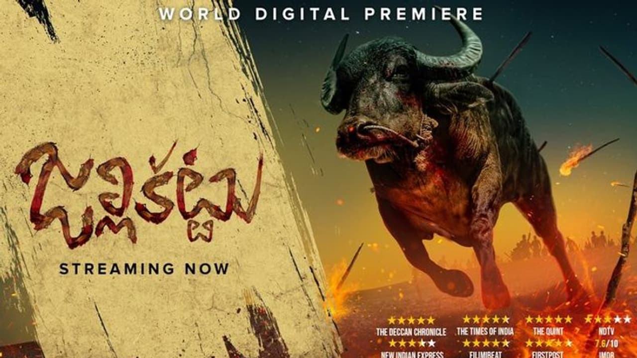 ಆಸ್ಕರ್‌ಗೆ ಮಲೆಯಾಳಂನ ಜಲ್ಲಿಕಟ್ಟು ಆಯ್ಕೆ... ರೇಸ್‌ನಲ್ಲಿ ಗೆದ್ದಿದ್ದು ಹೇಗೆ?