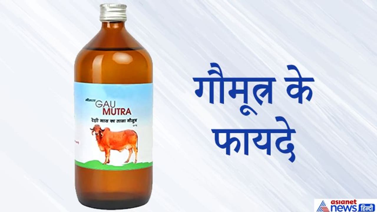 हिंदू धर्म में गौमूत्र को माना गया है पवित्र, इससे दूर हो सकते हैं ग्रहों के दोष और अन्य परेशानियां