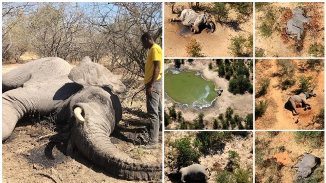 ബോട്സ്വാനയിലെ ആനകളുടെ കൂട്ടമരണത്തിന് പിന്നിലെ രഹസ്യം കണ്ടെത്തി അധികാരികൾ ബോട്സ്വാനയിലെ ആനകളുടെ കൂട്ടമരണത്തിന് പിന്നിലെ രഹസ്യം കണ്ടെത്തി അധികാരികൾ