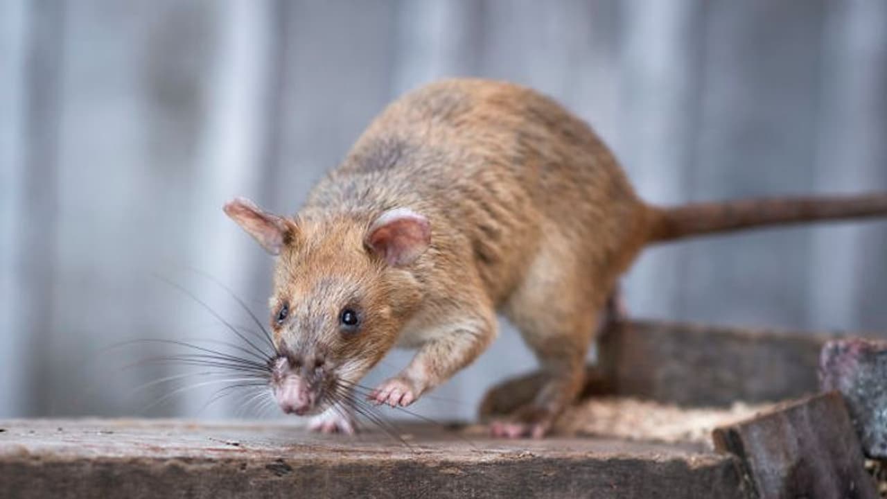 യുവതിയുടെ മൃതദേഹം സർക്കാർ ആശുപത്രി മോർച്ചറിയിൽ എലികൾ കടിച്ചു കീറി; യുപിയിൽ അന്വേഷണം യുവതിയുടെ മൃതദേഹം സർക്കാർ ആശുപത്രി മോർച്ചറിയിൽ എലികൾ കടിച്ചു കീറി; യുപിയിൽ അന്വേഷണം