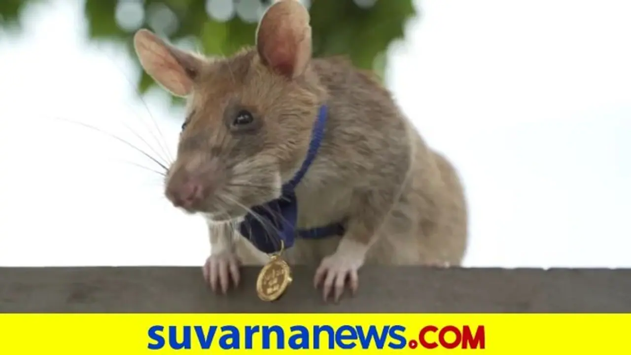 ಗಣಿಗಳನ್ನೂ, ಸ್ಫೋಟಕಗಳನ್ನೂ ಪತ್ತೆ ಹಚ್ಚಿದ ಜಾಣ ಇಲಿಗೆ ಸಿಕ್ತು ಬಂಗಾರದ ಪದಕ