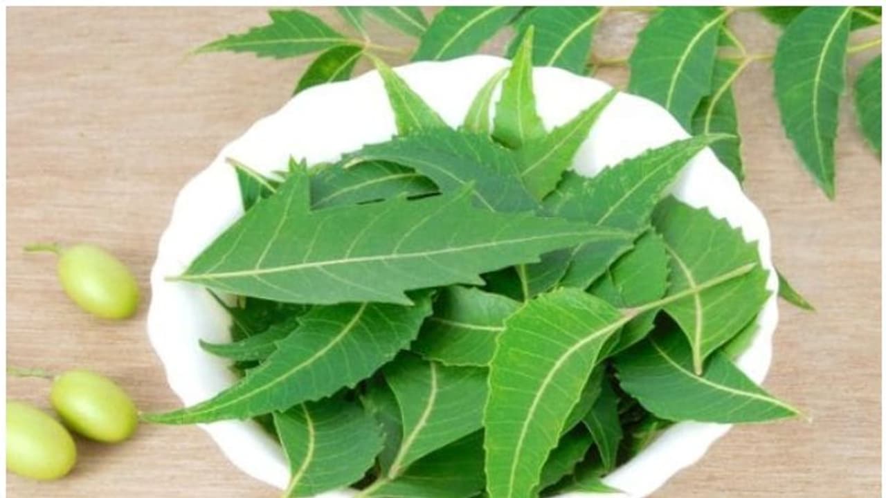 ആര്യവേപ്പിന്റെ ഈ ​ഗുണങ്ങൾ അറിയാതെ പോകരുത്