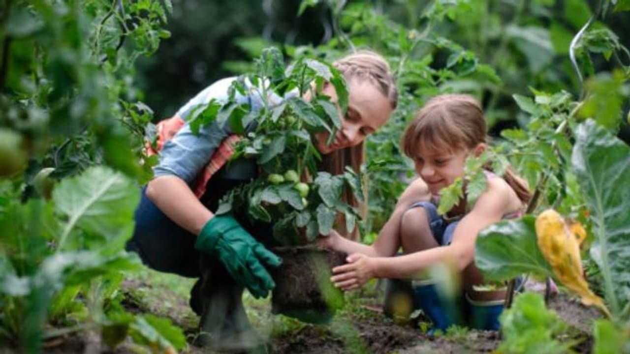 എല്ലുപൊടി വഴി ചെടികള്ക്ക് രോഗം പകരുമോ? എല്ലുപൊടി വഴി ചെടികള്ക്ക് രോഗം പകരുമോ?