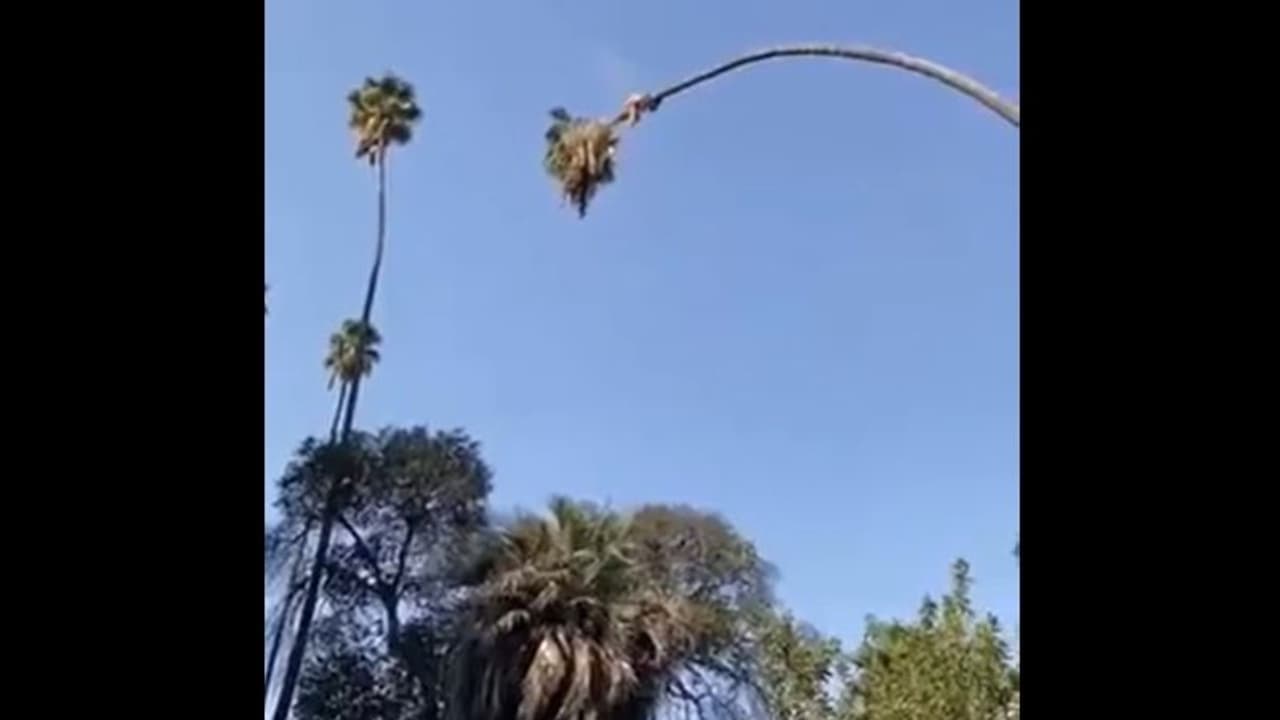 এযুগের 'কালীদাসের' ভিডিও ভাইরাল, দেখেনিন হাড়হিম করা সেই ছবি এযুগের 'কালীদাসের' ভিডিও ভাইরাল, দেখেনিন হাড়হিম করা সেই ছবি