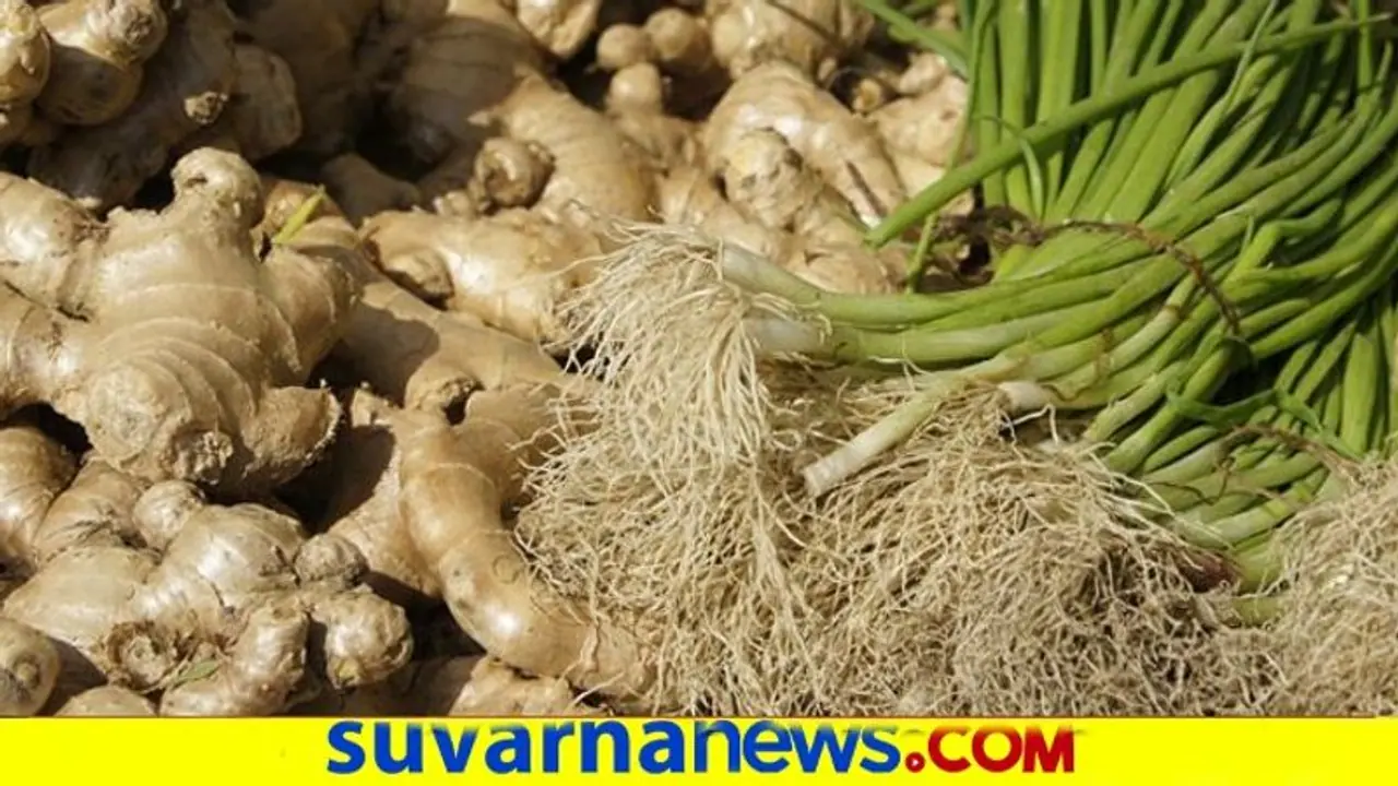 ಶುಂಠಿ ಕೊಳೆ ರೋಗಕ್ಕೆ ಇಲ್ಲಿದೆ ಶಾಶ್ವಾತ ಪರಿಹಾರ ಶುಂಠಿ ಕೊಳೆ ರೋಗಕ್ಕೆ ಇಲ್ಲಿದೆ ಶಾಶ್ವಾತ ಪರಿಹಾರ