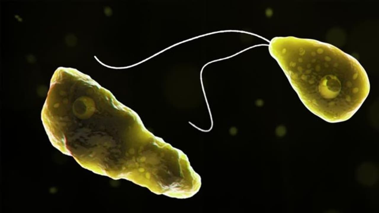 Kerala: Five year old girl infected with Amoebic meningoencephalitis in Malappuram; Know about brain infection