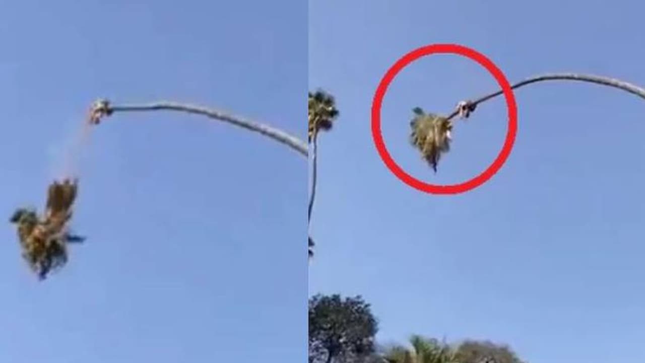 ഇരിക്കുന്ന മരം മുറിക്കുന്ന യുവാവ്; അവിശ്വസനീയമായ വീഡിയോ ഇരിക്കുന്ന മരം മുറിക്കുന്ന യുവാവ്; അവിശ്വസനീയമായ വീഡിയോ