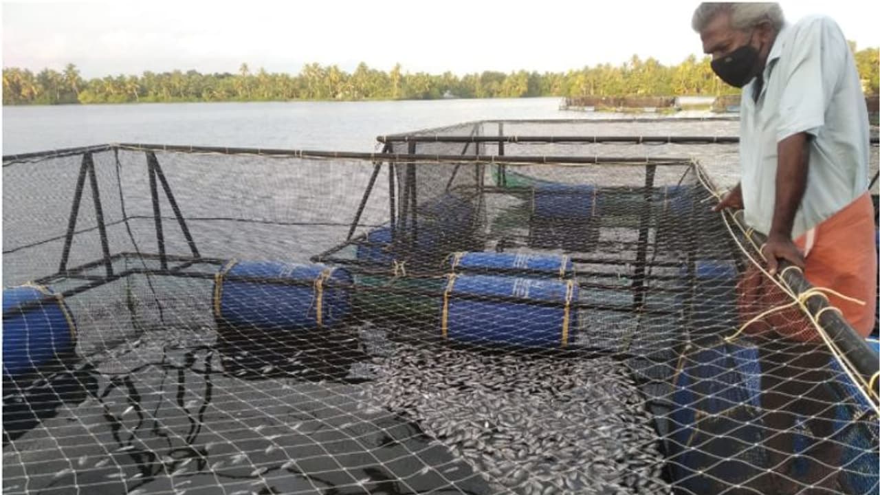 വെള്ളത്തിൽ വിഷം കലർത്തി മീന്പിടുത്തം; ആറായിരത്തോളം കരിമീനുകള് ചത്തു, ലക്ഷങ്ങളുടെ നഷ്ടം വെള്ളത്തിൽ വിഷം കലർത്തി മീന്പിടുത്തം; ആറായിരത്തോളം കരിമീനുകള് ചത്തു, ലക്ഷങ്ങളുടെ നഷ്ടം