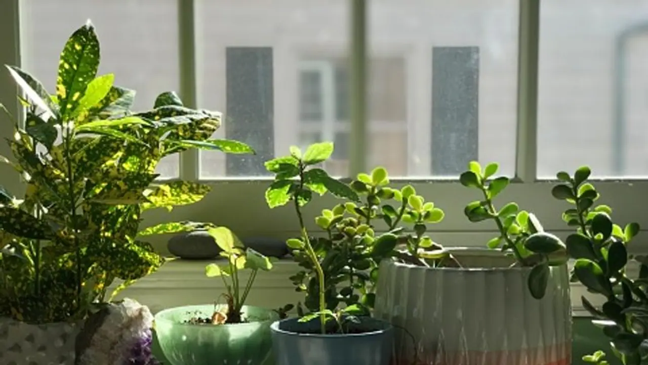  জলের পরিবর্তে বাড়ির গাছে দিন দুধ, থাকবে তরতাজা, কাছে ঘেঁষবে না পোকামাকড়