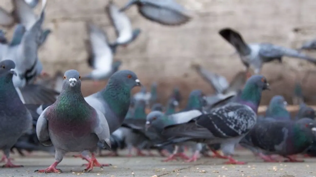 Hyderabad: 10 year old boy sells bird food to raise funds for cancer affected sister Hyderabad: 10 year old boy sells bird food to raise funds for cancer affected sister