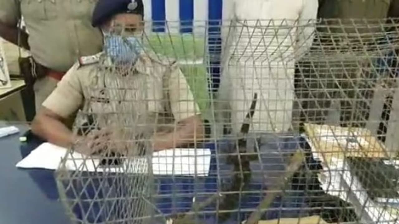 বাংলাদেশ হয়ে অন্যত্র পাচারের ছক, বিরল প্রজাতির ৫০ লাখ টাকার তক্ষক উদ্ধার জলঙ্গিতে বাংলাদেশ হয়ে অন্যত্র পাচারের ছক, বিরল প্রজাতির ৫০ লাখ টাকার তক্ষক উদ্ধার জলঙ্গিতে