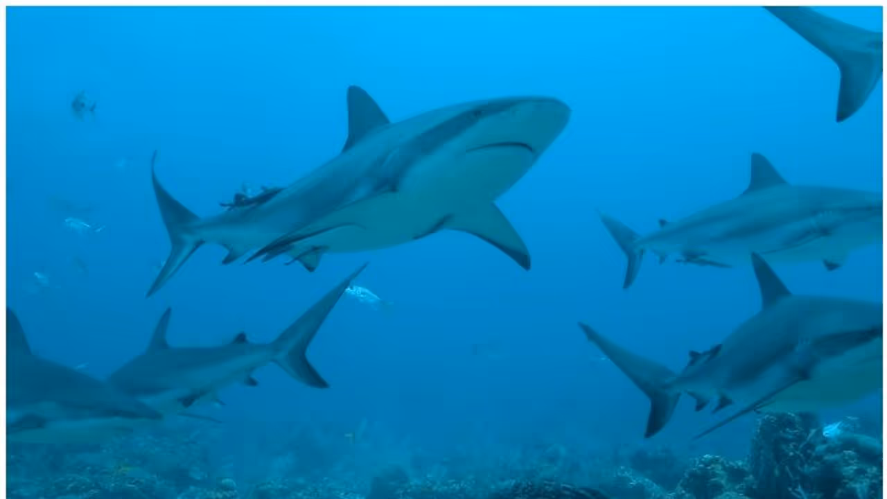కరోనా వ్యాక్సిన్: ఐదు లక్షల షార్క్ చేపల ప్రాణాలు సముద్రంలోకి....