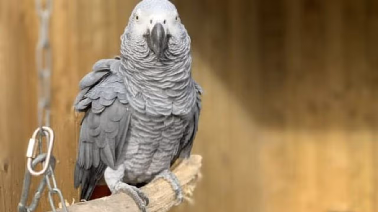 തെറിവിളിയോട് തെറിവിളി, അഞ്ച് തത്തകളെ സന്ദര്ശകരില് നിന്നും മാറ്റിനിര്ത്തി വൈൽഡ്ലൈഫ് പാർക്ക് തെറിവിളിയോട് തെറിവിളി, അഞ്ച് തത്തകളെ സന്ദര്ശകരില് നിന്നും മാറ്റിനിര്ത്തി വൈൽഡ്ലൈഫ് പാർക്ക്