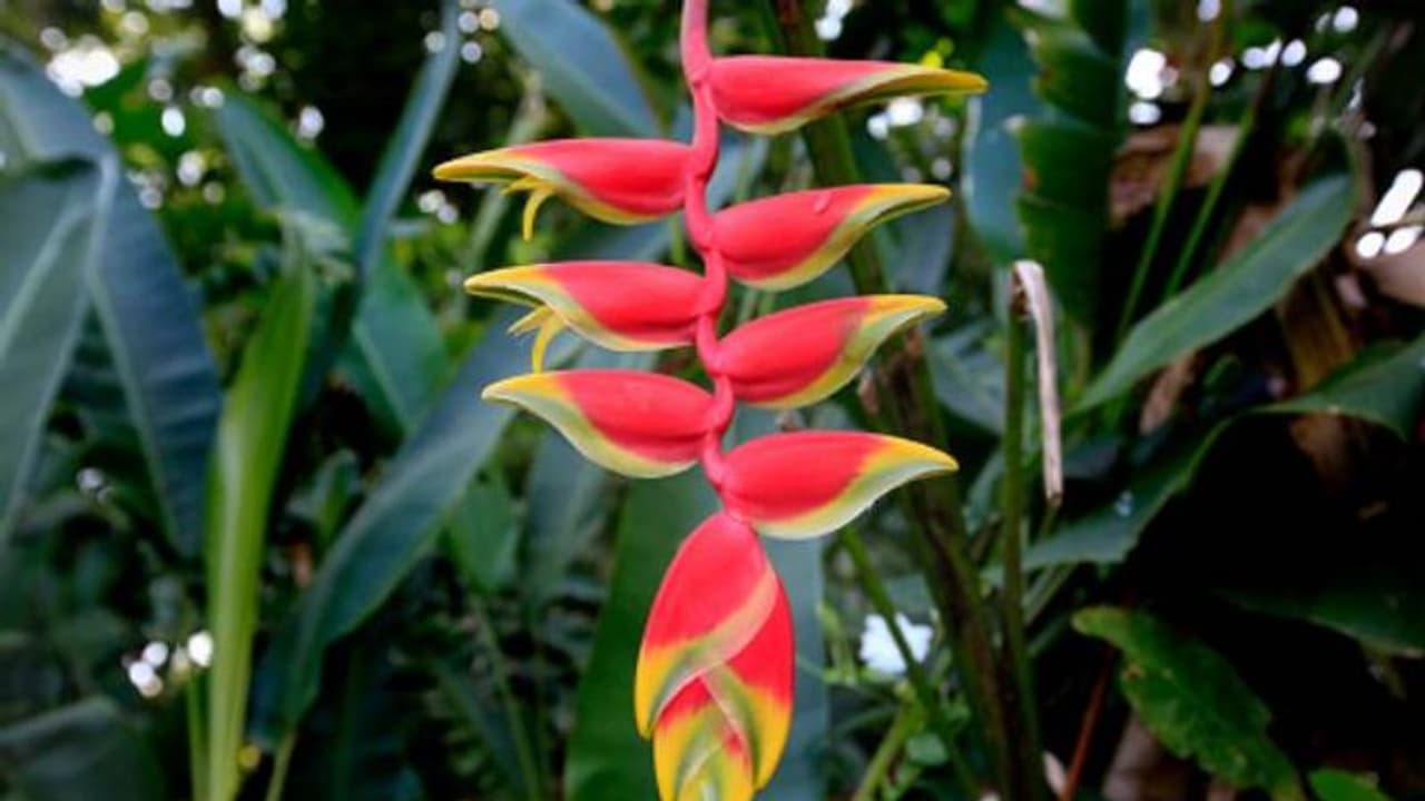 190 ഇനങ്ങളില് ഹെലിക്കോണിയ; വീട്ടിനകത്തും വളര്ത്താവുന്ന പൂച്ചെടി 190 ഇനങ്ങളില് ഹെലിക്കോണിയ; വീട്ടിനകത്തും വളര്ത്താവുന്ന പൂച്ചെടി
