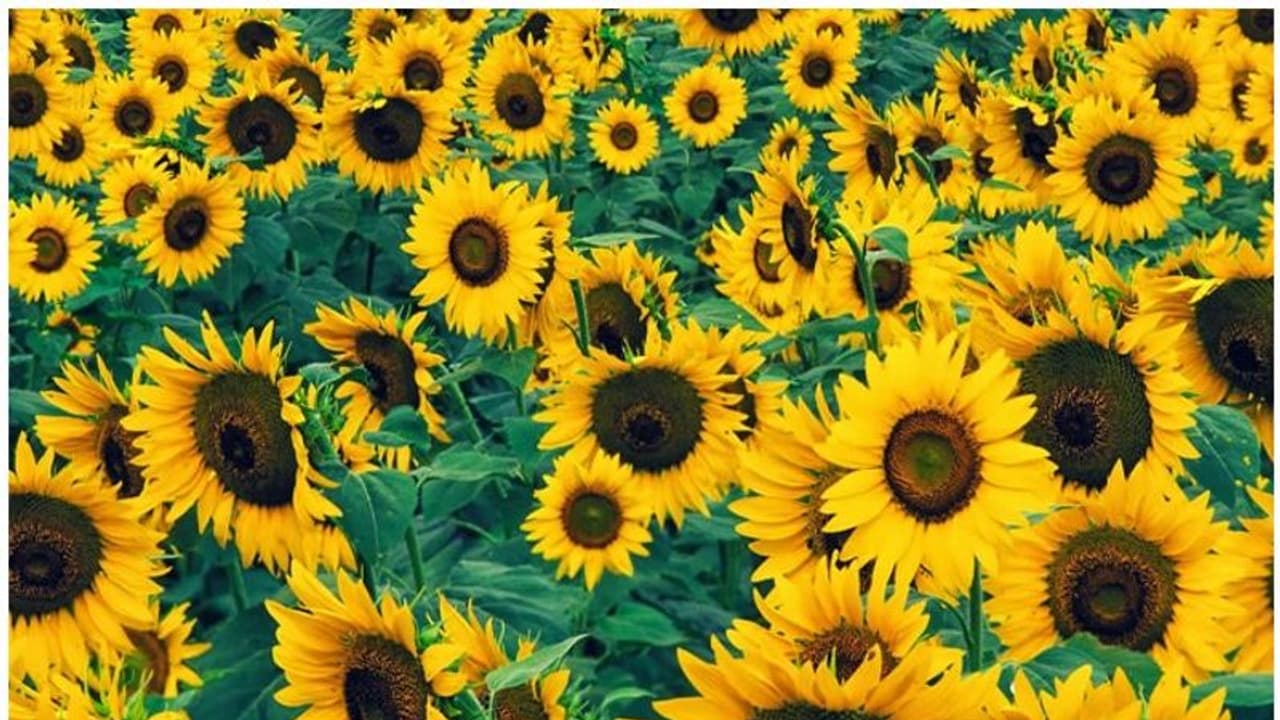 കാലാവസ്ഥാ വ്യതിയാനം; പൂക്കളുടെ നിറവും മാറുന്നു... കാലാവസ്ഥാ വ്യതിയാനം; പൂക്കളുടെ നിറവും മാറുന്നു...