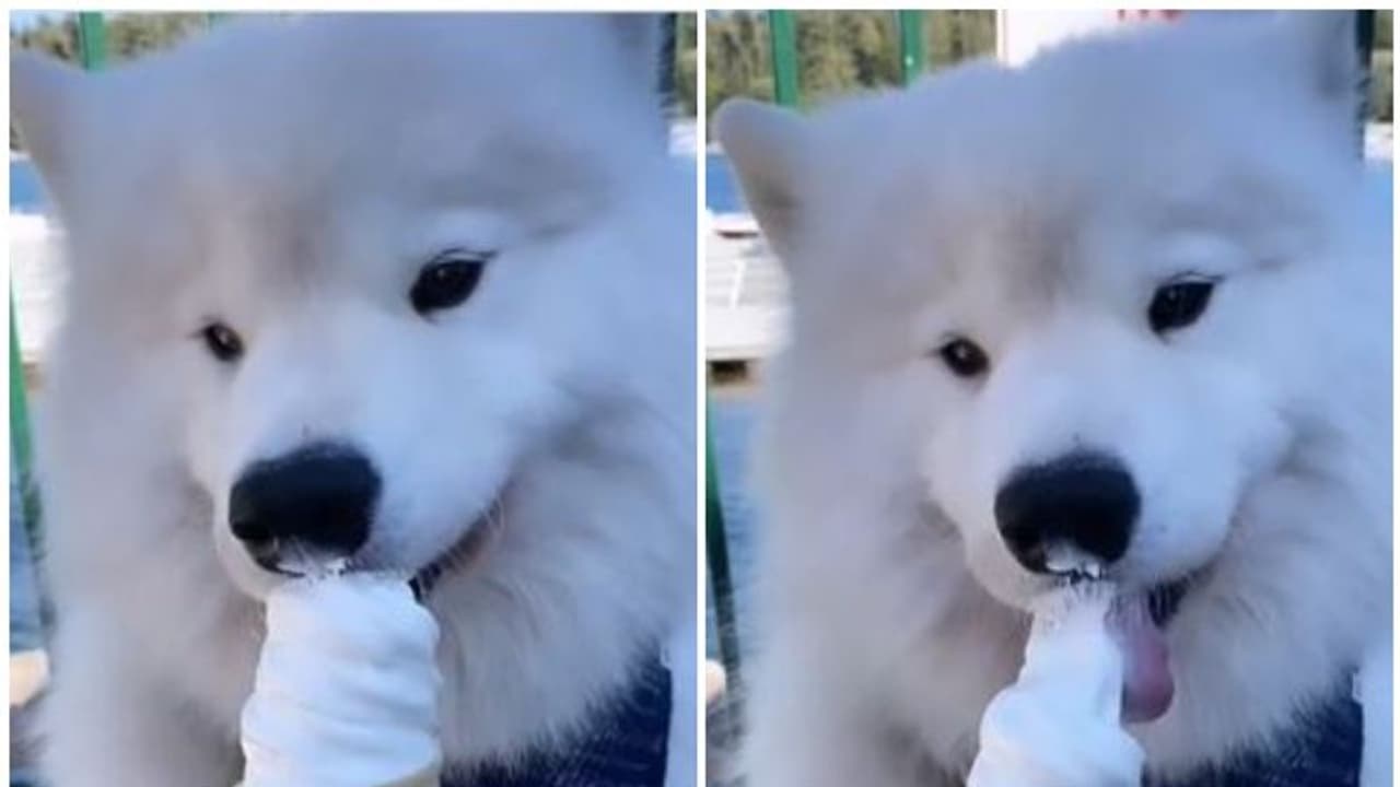 ഐസ്ക്രീം കഴിക്കുന്ന നായയുടെ വീഡിയോ കാണാം