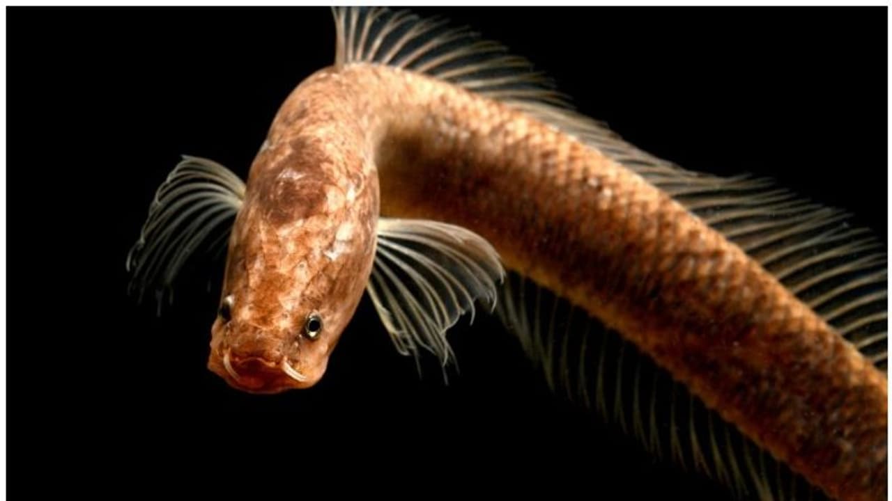 'ജീവിക്കുന്ന ഫോസില്'; കേരളത്തില് നിന്നും കണ്ടെത്തിയ 'ഏനിഗ്മചന്ന ഗൊള്ളം' മത്സ്യത്തെ കുറിച്ച് കൂടുതല് പഠനം 'ജീവിക്കുന്ന ഫോസില്'; കേരളത്തില് നിന്നും കണ്ടെത്തിയ 'ഏനിഗ്മചന്ന ഗൊള്ളം' മത്സ്യത്തെ കുറിച്ച് കൂടുതല് പഠനം