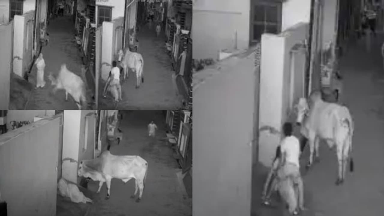 അമ്മൂമ്മയെ കാള ഇടിച്ചുവീഴ്ത്തി; ജീവന് പണയം വച്ച് രക്ഷിക്കാന് ശ്രമിക്കുന്ന കൊച്ചുമകന്, വീഡിയോ വൈറൽ അമ്മൂമ്മയെ കാള ഇടിച്ചുവീഴ്ത്തി; ജീവന് പണയം വച്ച് രക്ഷിക്കാന് ശ്രമിക്കുന്ന കൊച്ചുമകന്, വീഡിയോ വൈറൽ