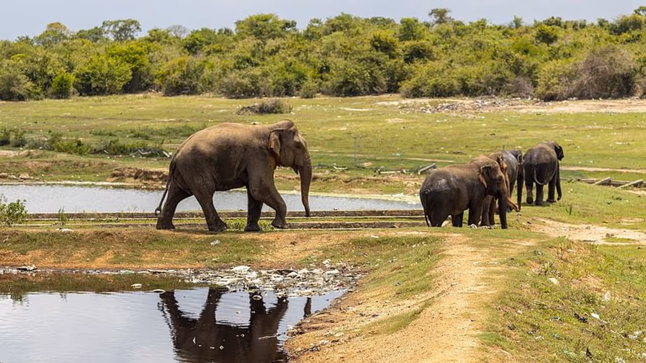 ಹಾಸನದಲ್ಲಿ ನಿಲ್ಲದ ಕಾಡಾನೆಗಳ ಉಪಟಳ: ಕಾಫಿ ತೋಟದಲ್ಲಿ ಗಜಪಡೆ ಪರೇಡ್..!