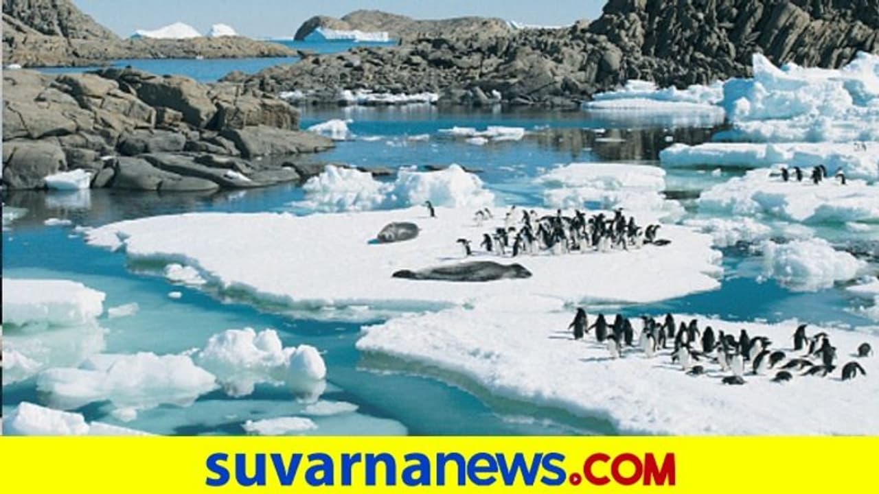 ಅಂಟಾರ್ಟಿಕ್‌ನಲ್ಲಿ ಪತ್ತೆಯಾಯ್ತು 5000 ವರ್ಷ ಹಳೆಯ ಪೆಂಗ್ವಿನ್ ಅವಶೇಷ