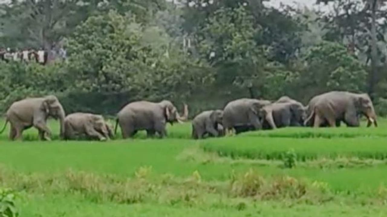 সাতসকালে ভরা বাজারে হাজির দলমা হাতির পাল, হুলুস্থুলকাণ্ড গিধনীতে