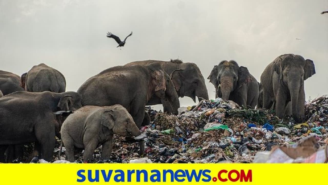ಆಹಾರಕ್ಕಾಗಿ ಗಾರ್ಬೇಜ್ನಲ್ಲಿ ಅಲೆದಾಟ: ಪ್ಲಾಸ್ಟಿಕ್ ತಿಂತಿವೆ ಆನೆಗಳು..! ಆಹಾರಕ್ಕಾಗಿ ಗಾರ್ಬೇಜ್ನಲ್ಲಿ ಅಲೆದಾಟ: ಪ್ಲಾಸ್ಟಿಕ್ ತಿಂತಿವೆ ಆನೆಗಳು..!