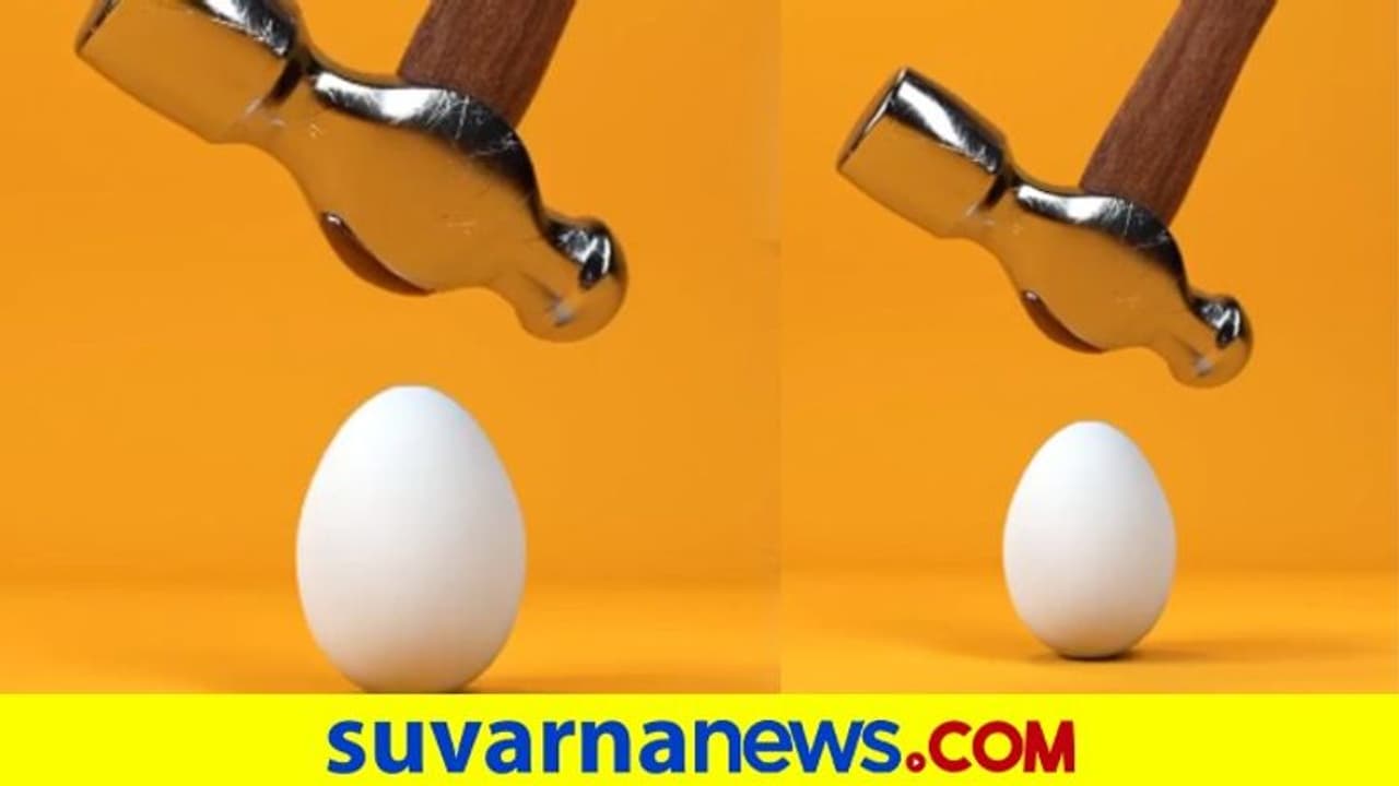 ಸುತ್ತಿಗೆಯಲ್ಲಿ ಹೊಡೆದ್ರೂ ಒಡೀತಿಲ್ಲ ಈ ಮೊಟ್ಟೆ, ಏನಿದರ ಮರ್ಮ..? ಸುತ್ತಿಗೆಯಲ್ಲಿ ಹೊಡೆದ್ರೂ ಒಡೀತಿಲ್ಲ ಈ ಮೊಟ್ಟೆ, ಏನಿದರ ಮರ್ಮ..?