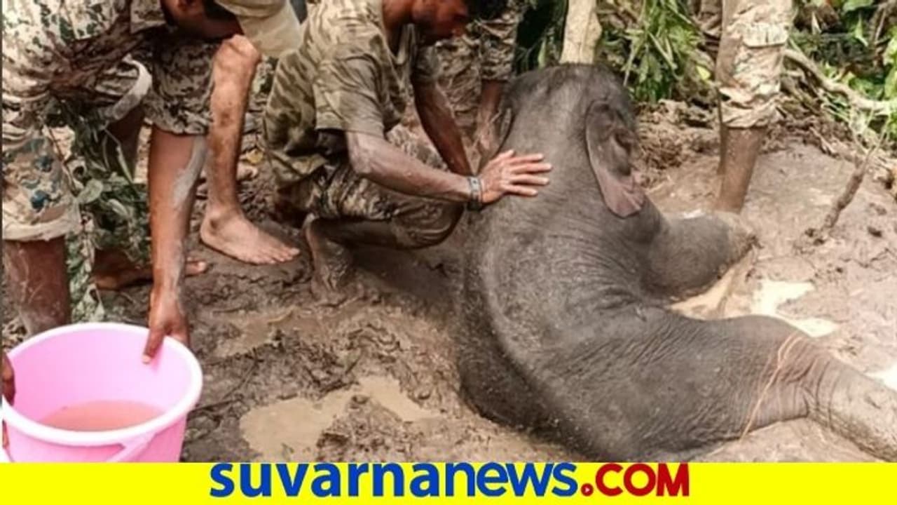 ಕೊನೆಗೂ ಕಂದಮ್ಮನ ಬಳಿ ಬಾರದ ತಾಯಿ ಆನೆ! ಕಣ್ಣೀರಿಡುತ್ತಲೇ ತೆರಳಿದ ಮರಿಯಾನೆ