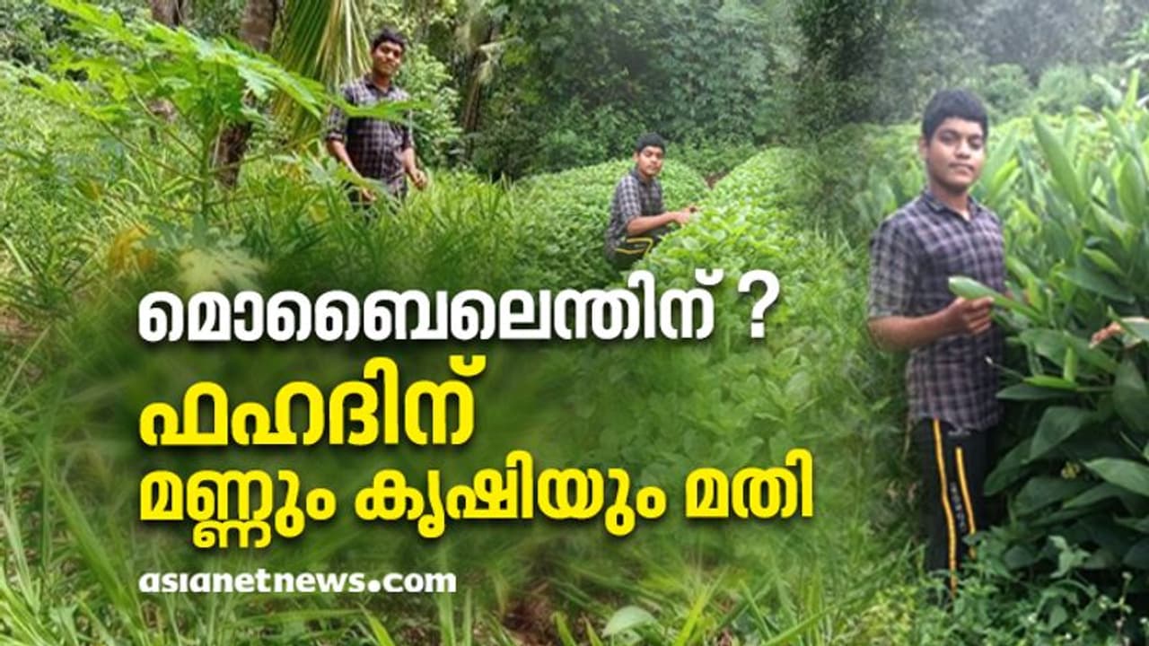 നെല്ല്, കപ്പ, പച്ചക്കറികള്, ഫഹദിന് വഴങ്ങാത്ത കൃഷിയില്ല, പരിചയപ്പെടാം ഈ 'കുട്ടിക്കര്ഷകനെ' നെല്ല്, കപ്പ, പച്ചക്കറികള്, ഫഹദിന് വഴങ്ങാത്ത കൃഷിയില്ല, പരിചയപ്പെടാം ഈ 'കുട്ടിക്കര്ഷകനെ'