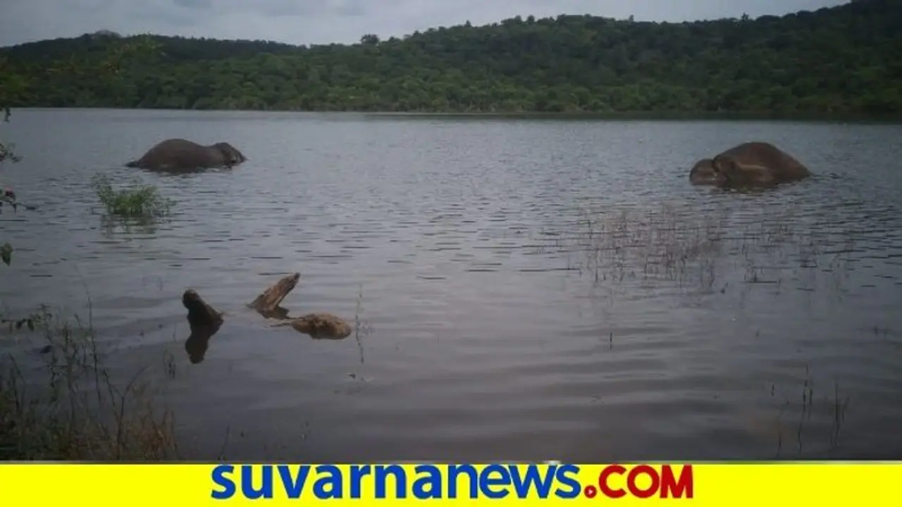 ನೀರು ಕುಡಿಯಲು ಕೆರೆಗೆ ಇಳಿದ 2 ಆನೆ ವಿದ್ಯುತ್ ಶಾಕ್ನಿಂದ ಸಾವು ನೀರು ಕುಡಿಯಲು ಕೆರೆಗೆ ಇಳಿದ 2 ಆನೆ ವಿದ್ಯುತ್ ಶಾಕ್ನಿಂದ ಸಾವು