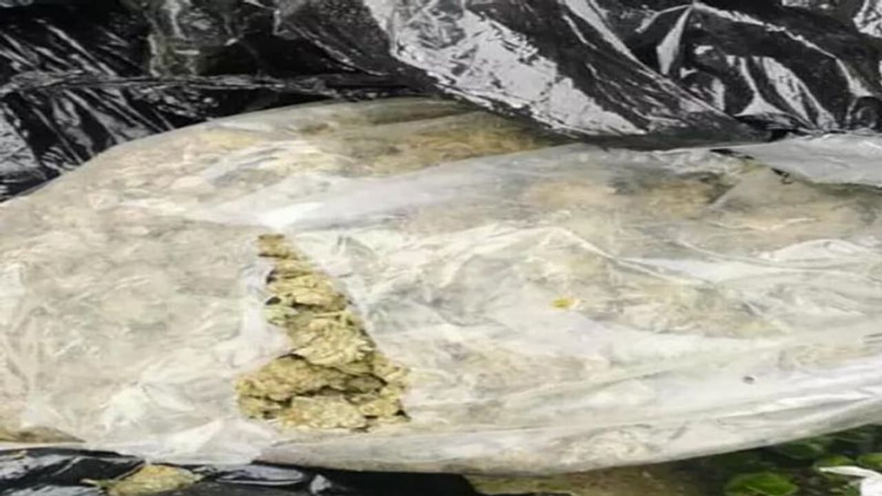 'എത്ര ഒളിപ്പിച്ചാലും, ഇത്തിരിയായാലും പിടിക്കും 'ലാറ', തൃശൂരിൽ നിർത്തിയിട്ട കാറിൽ നിന്നടക്കം കഞ്ചാവ് പിടിച്ചു 'എത്ര ഒളിപ്പിച്ചാലും, ഇത്തിരിയായാലും പിടിക്കും 'ലാറ', തൃശൂരിൽ നിർത്തിയിട്ട കാറിൽ നിന്നടക്കം കഞ്ചാവ് പിടിച്ചു