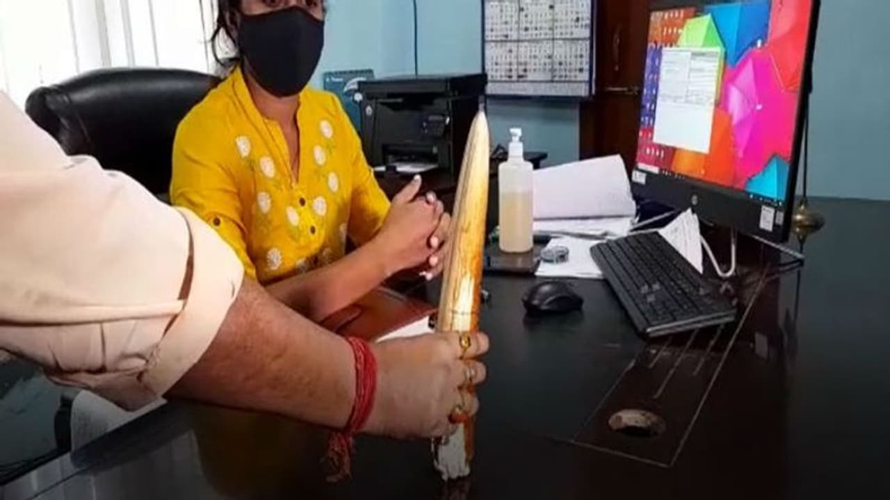 বন দফতরের গোপন অভিযান, হাতির দাঁত সহ শিলিগুড়িতে গ্রেফতার মহিলা বন দফতরের গোপন অভিযান, হাতির দাঁত সহ শিলিগুড়িতে গ্রেফতার মহিলা